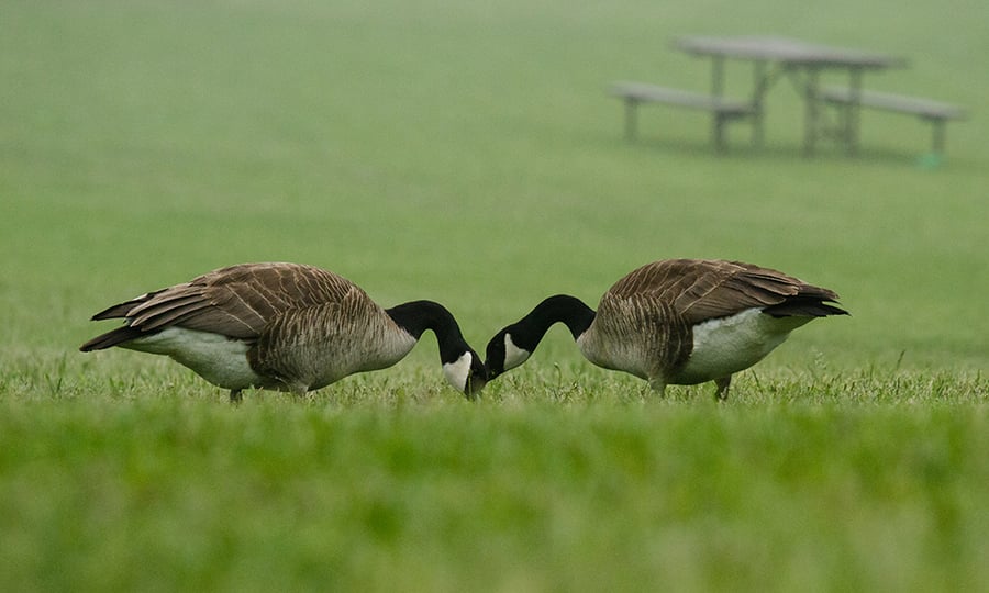 Two gees have their heads down in manicured grass with a picnic table in the background.