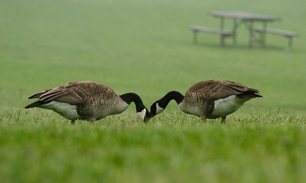 canada-geese-blackwell