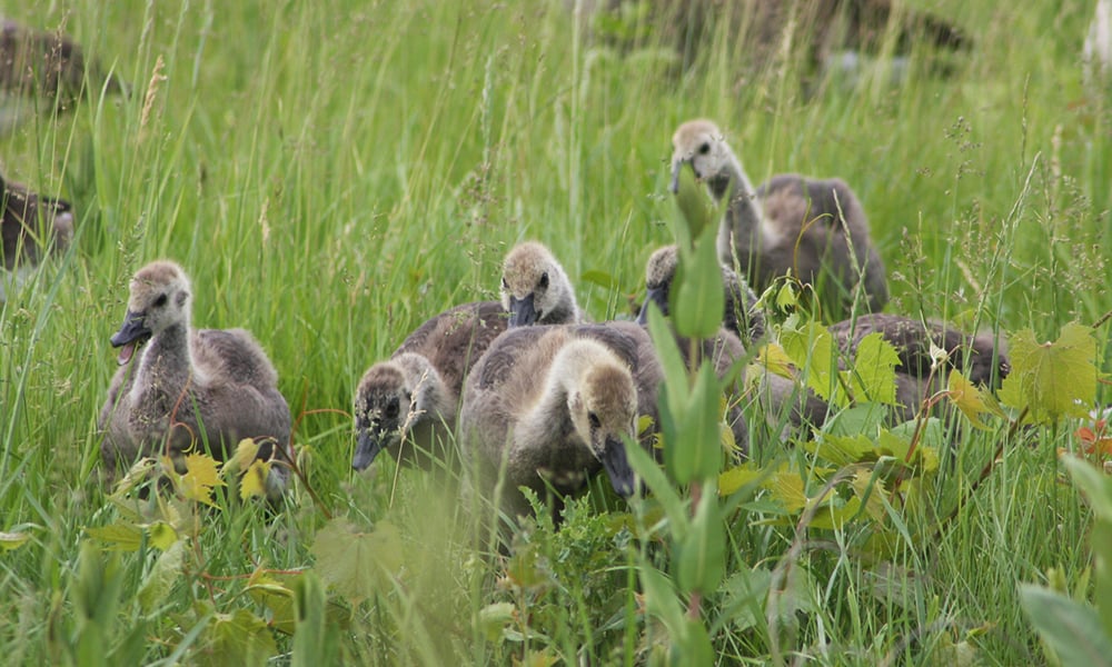 canada-goslings