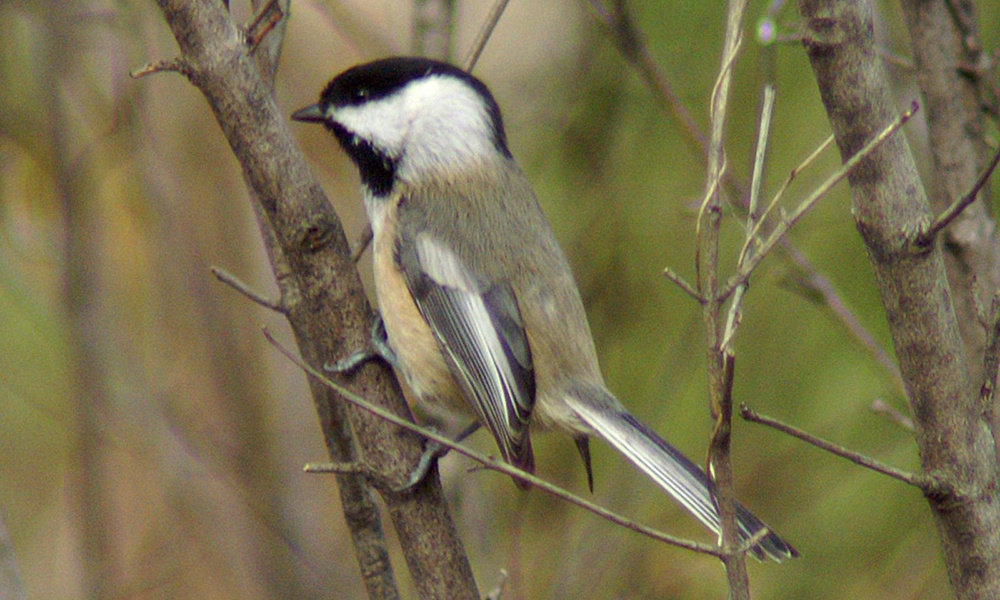 chickadee