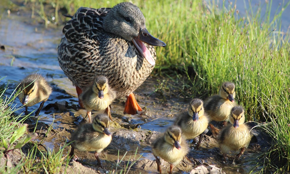 duck-roundup-1000x600