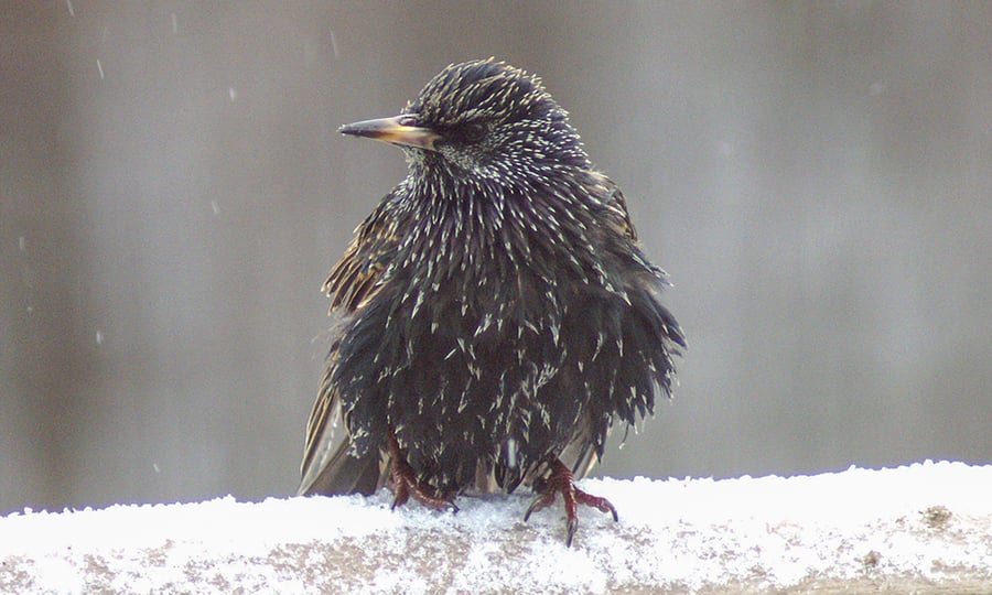A dark bird with light spots stands on a snow-covered railing.