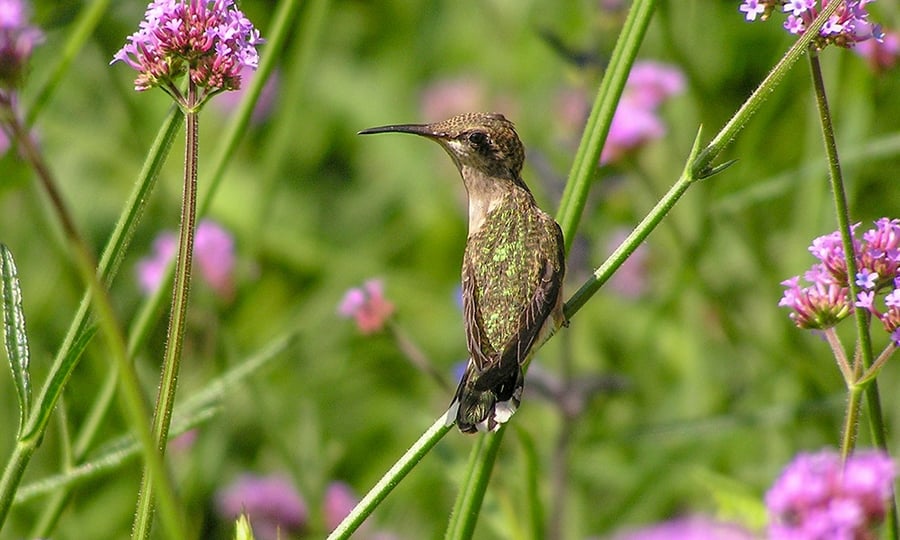 A hummingbird rest on a stem in a field of colorful flowers.