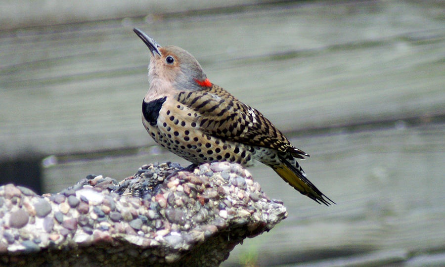 A northern flicker stands on a stone bird bath.