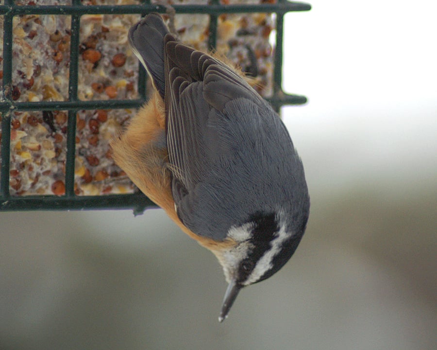 A grey and yellow bird hangs from a suet square.
