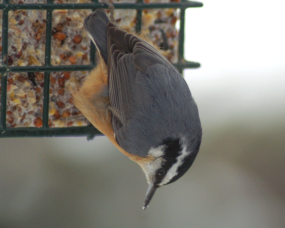 nuthatch-suet