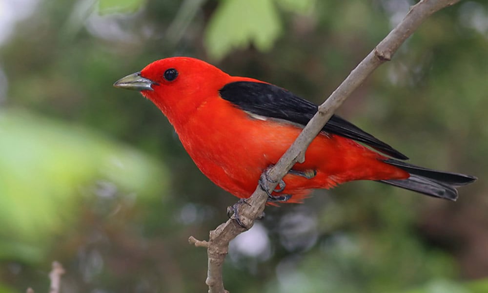 scarlet-tanager