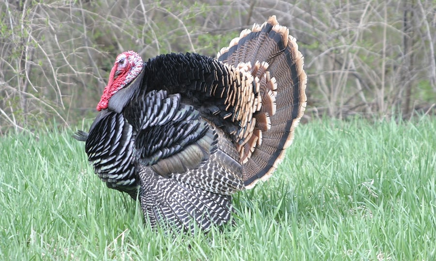 A turkey poses in a field with its feathers raised.