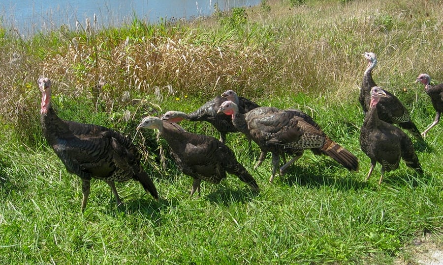 Eight turkeys walk through a field of grass. 