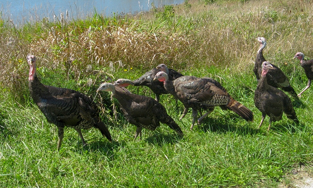 wild-turkeys-3