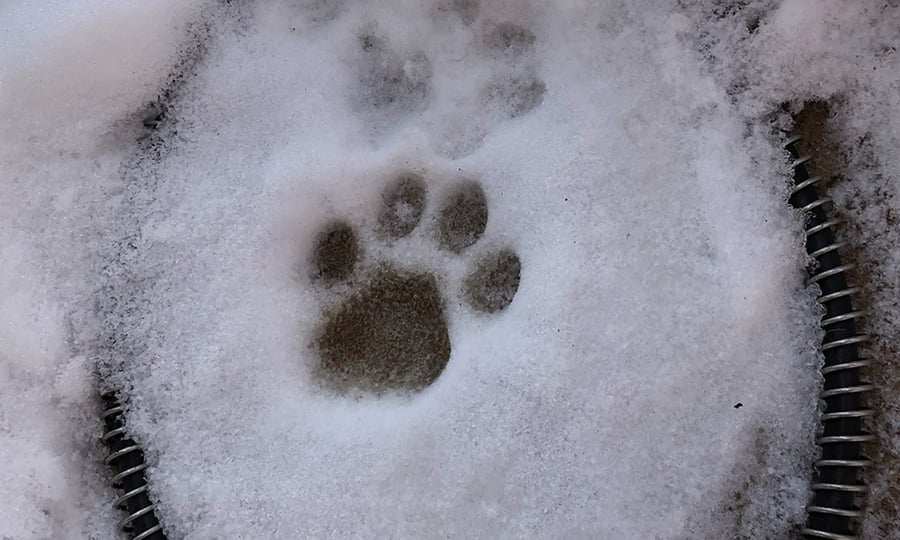 A bobcat footprint in snow.