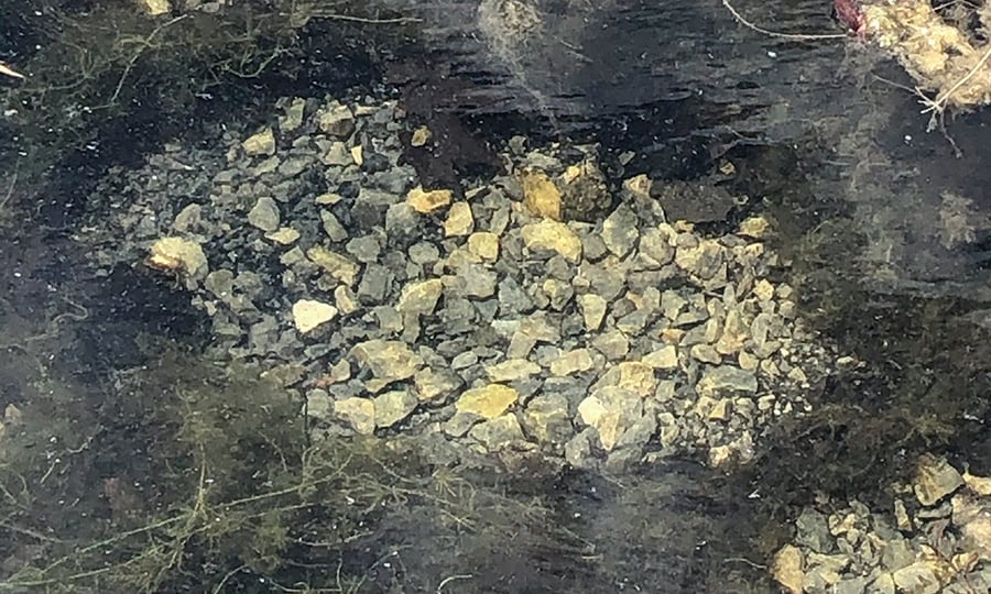 Rocks are cleared of sand and plant debris to form a spawning bed.