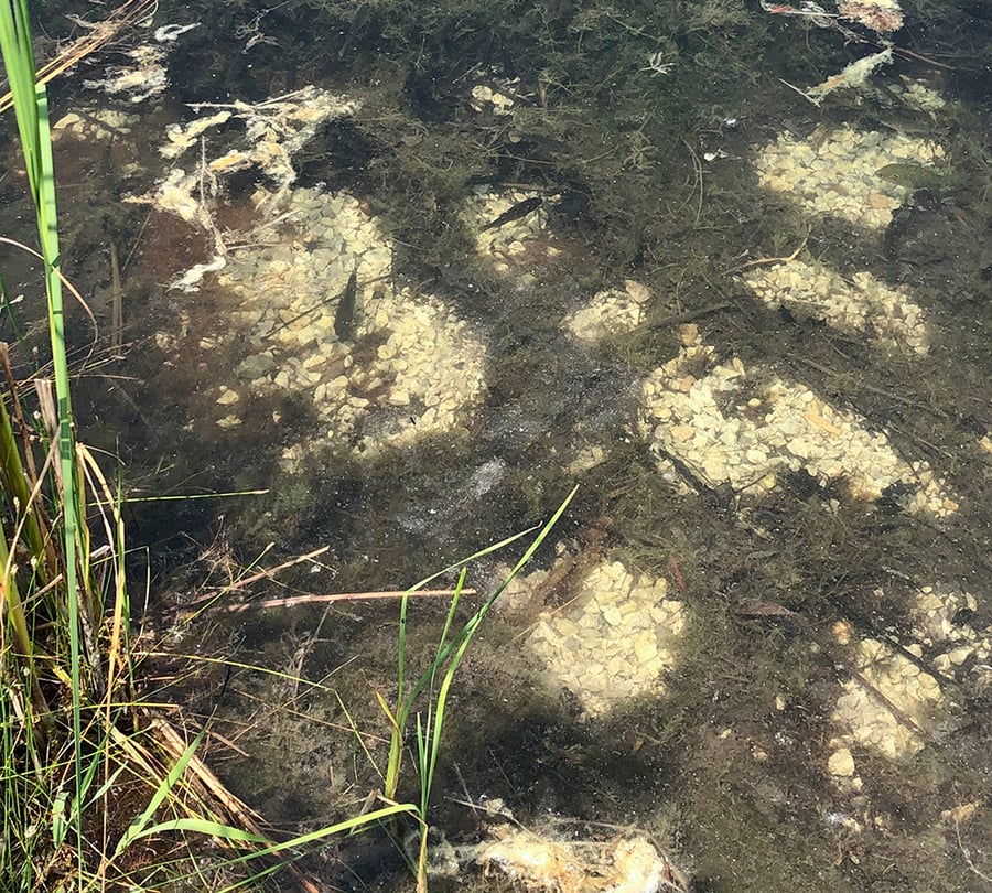 Fish are shown protecting their cleaned off redds.