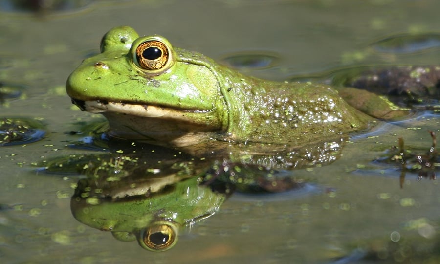 The bulging eyes of a green bullfrog are reflected in the calm water beneath the animals neck.