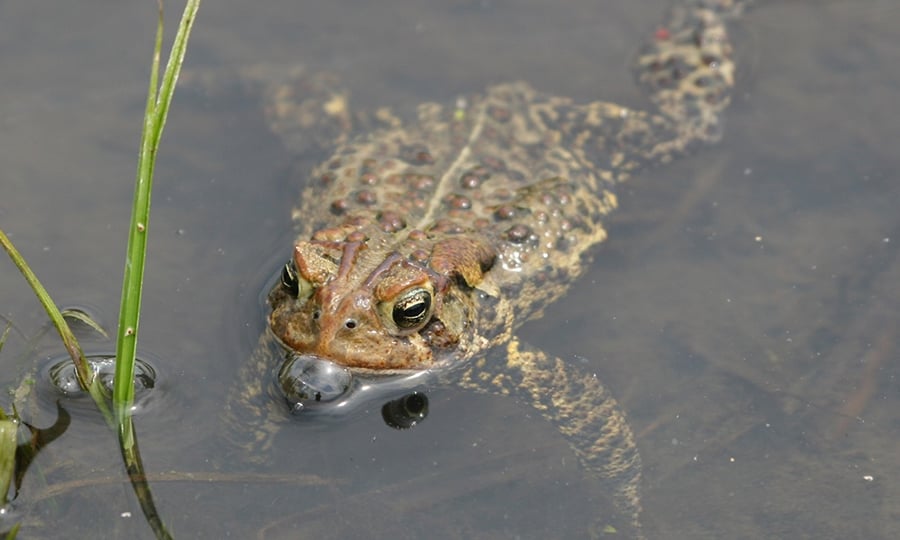 Water bubbles in front of the mouth of a partially submerged toad.