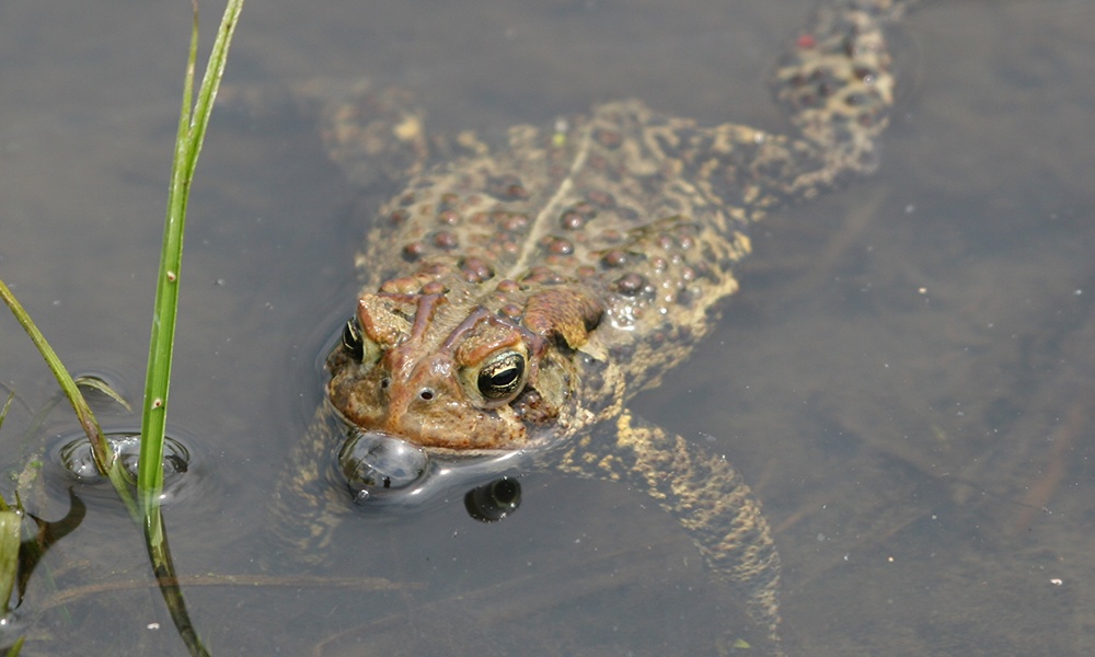American-toad