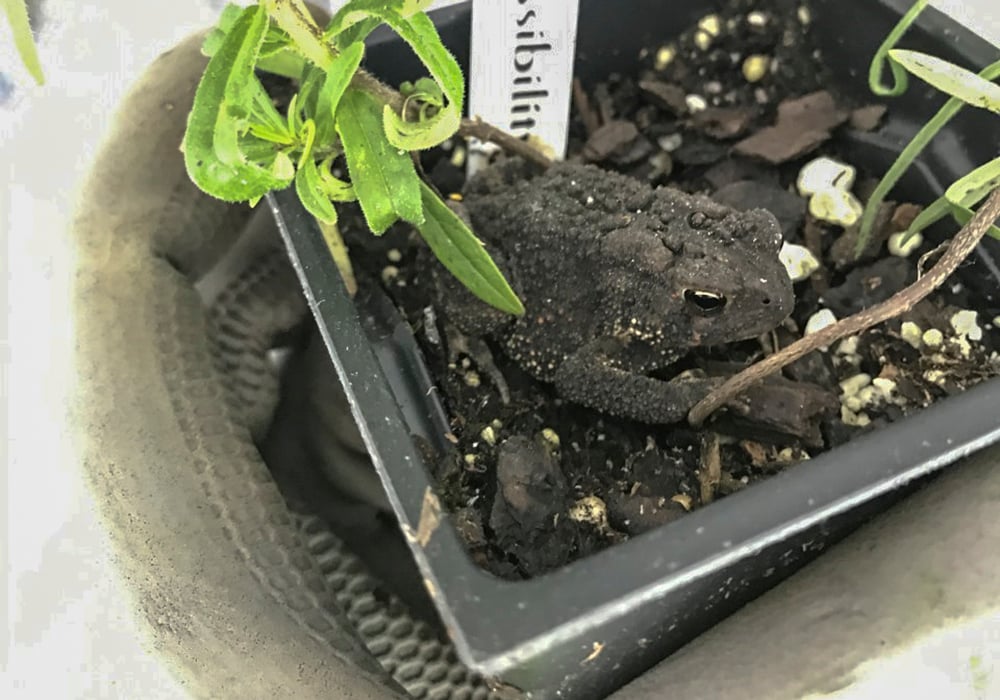 dean-plant-sale-toad
