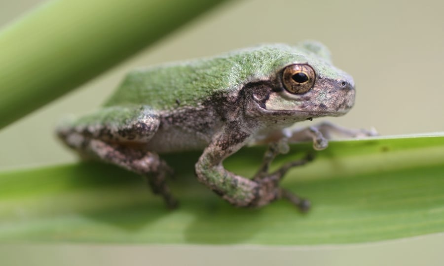This frog has a green back and grey chest.