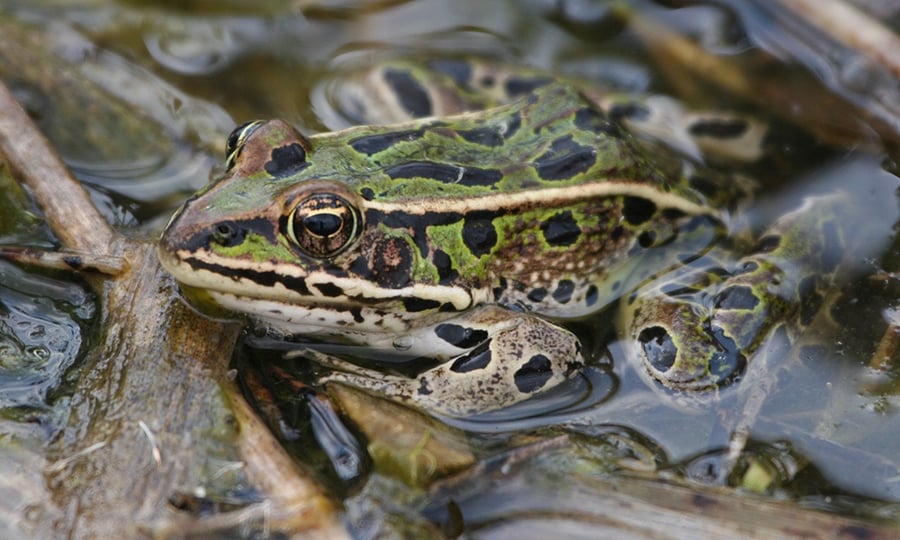 A green frog with black spots rests in shallow water.