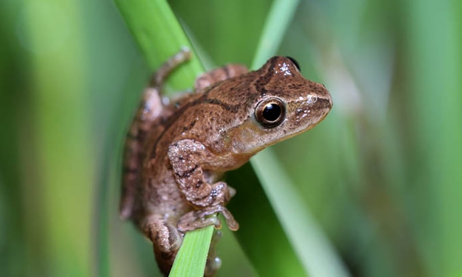 A brown frog balances on green plant matter.