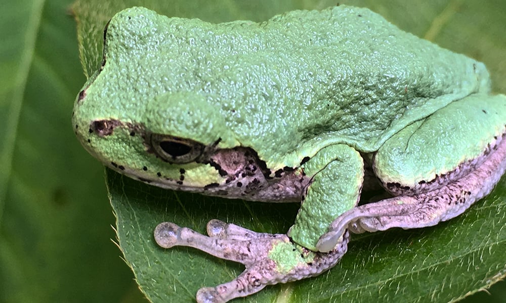 waterfall-glen--tree-frog-1000x600