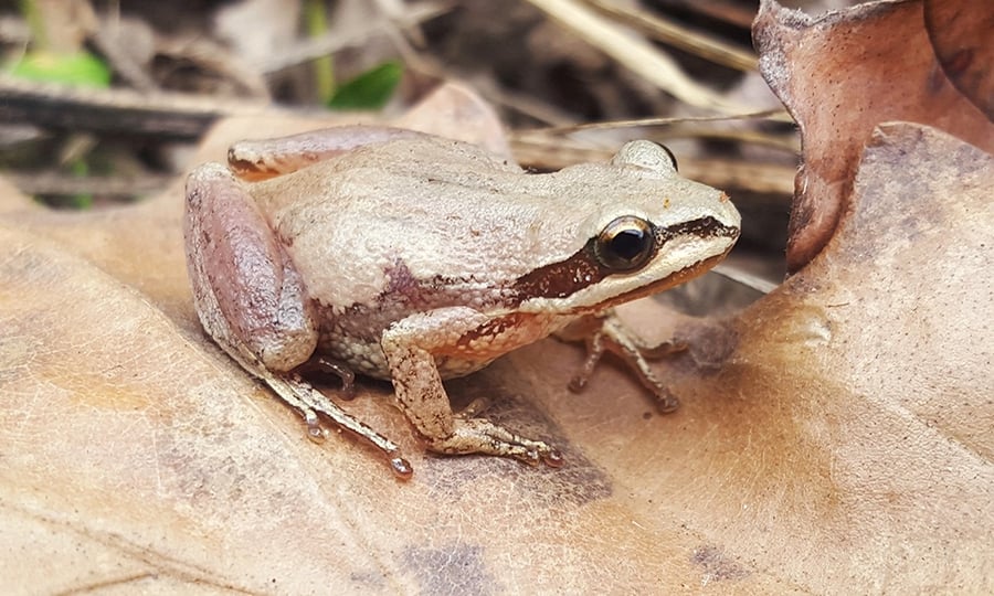 A brown frog matches the color of the leaves around it.