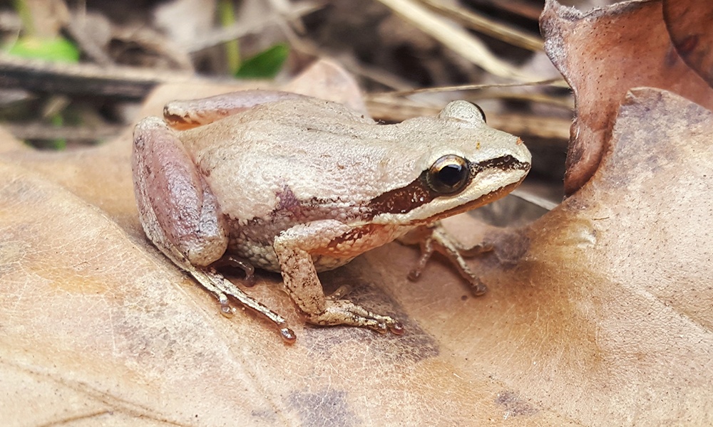 western-chorus-frog-AndrewDuBois