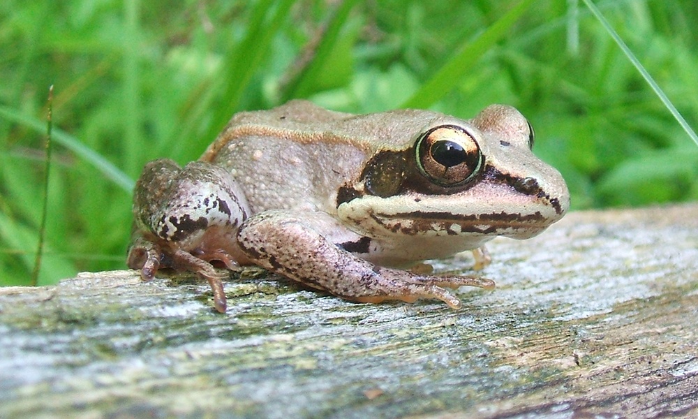 Wildlife Myths Can Frogs Give You Warts?