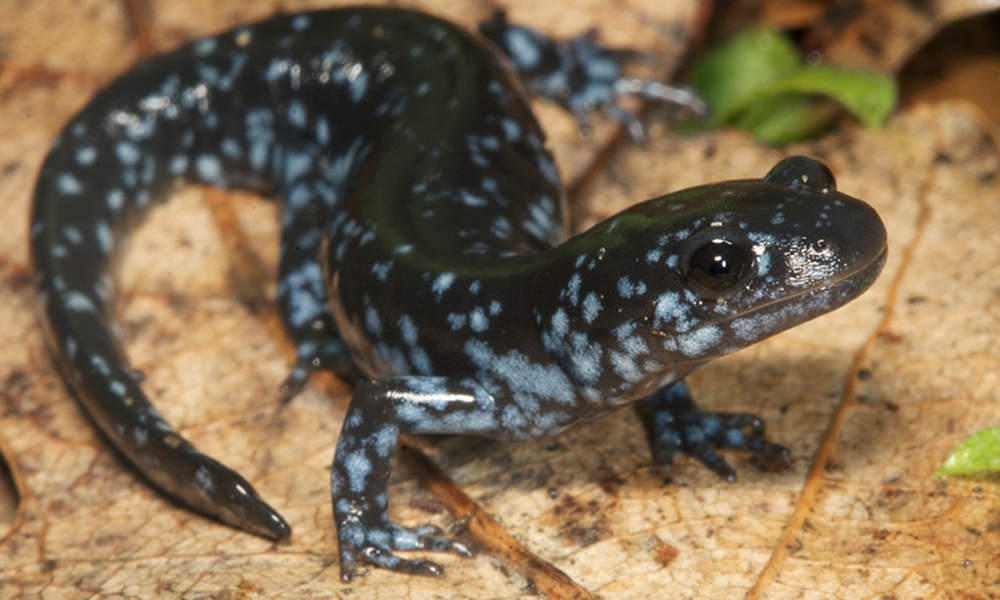 blue-spotted-salamander-ToddPierson
