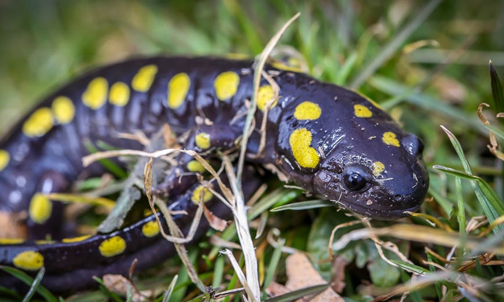 spotted-salamander-DaveHuth