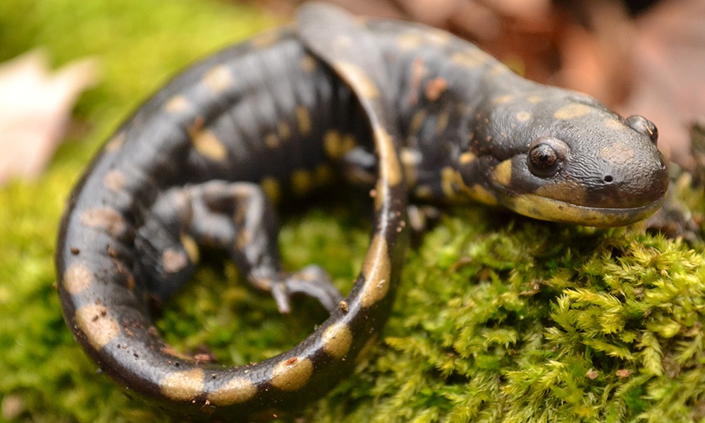 tiger-salamander-Tristan-Schramer