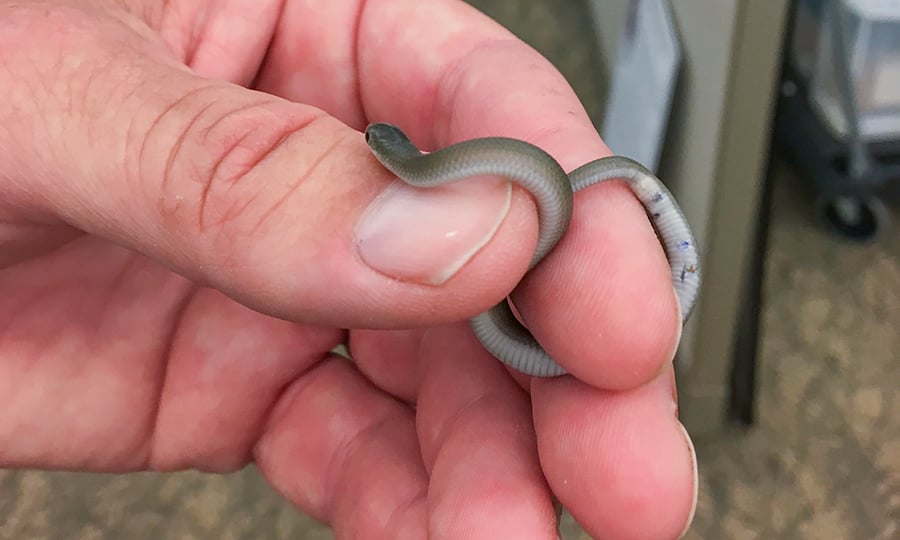 A baby snake wraps around a person's fingers.