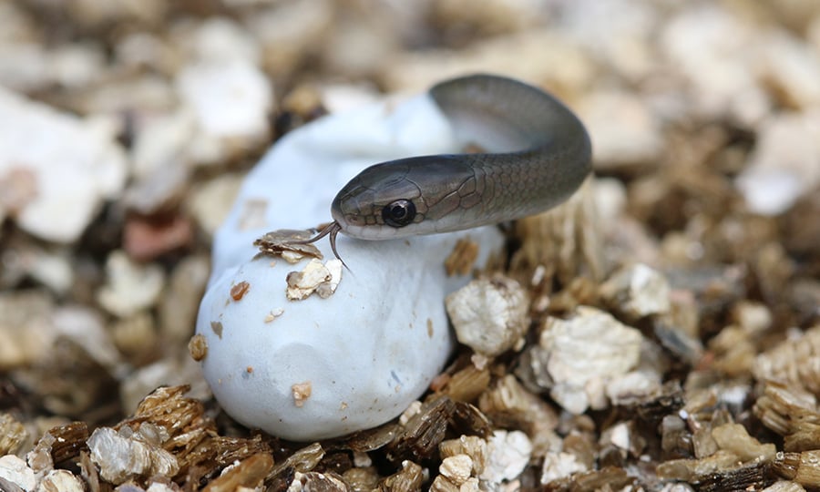 A baby snake sticks out its tongue around mulch.