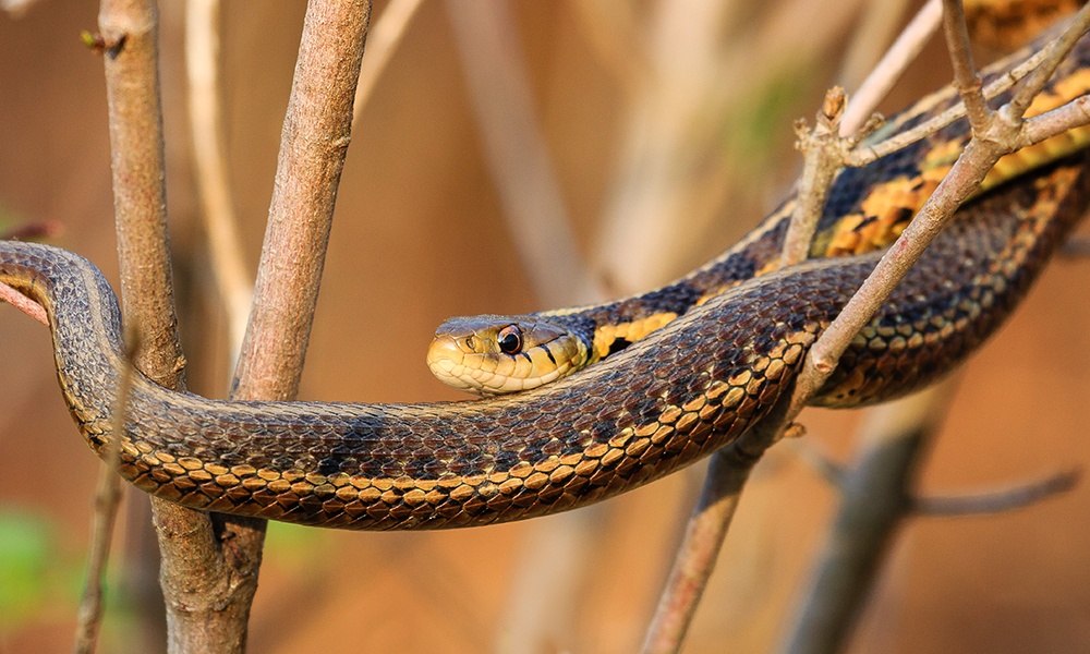 common-garter-snake