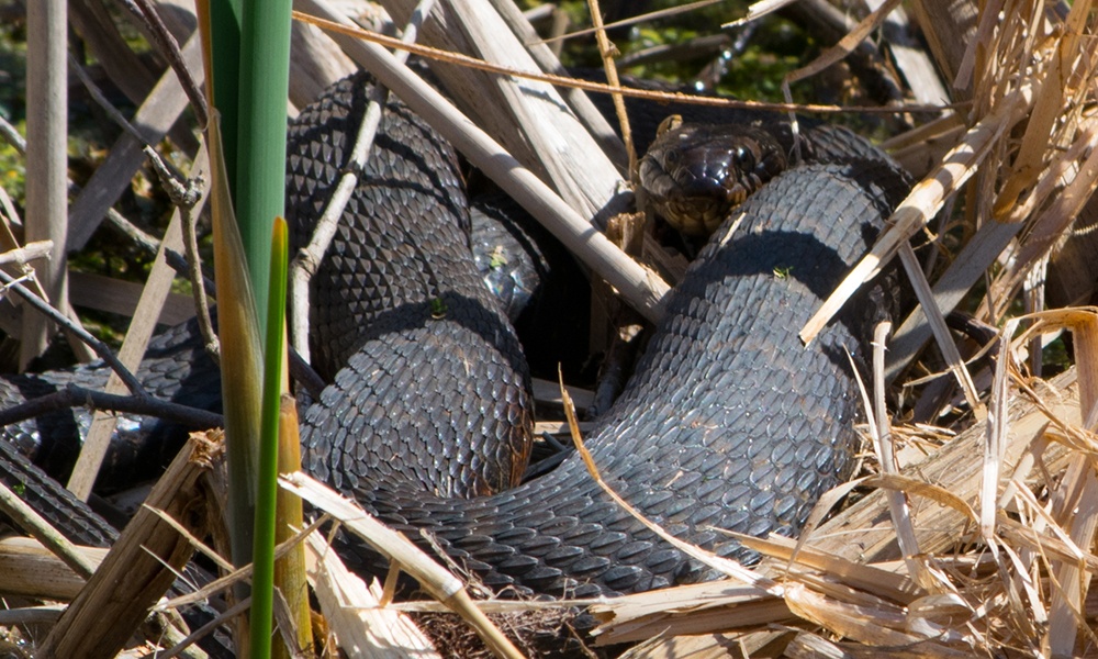 northern-water-snake
