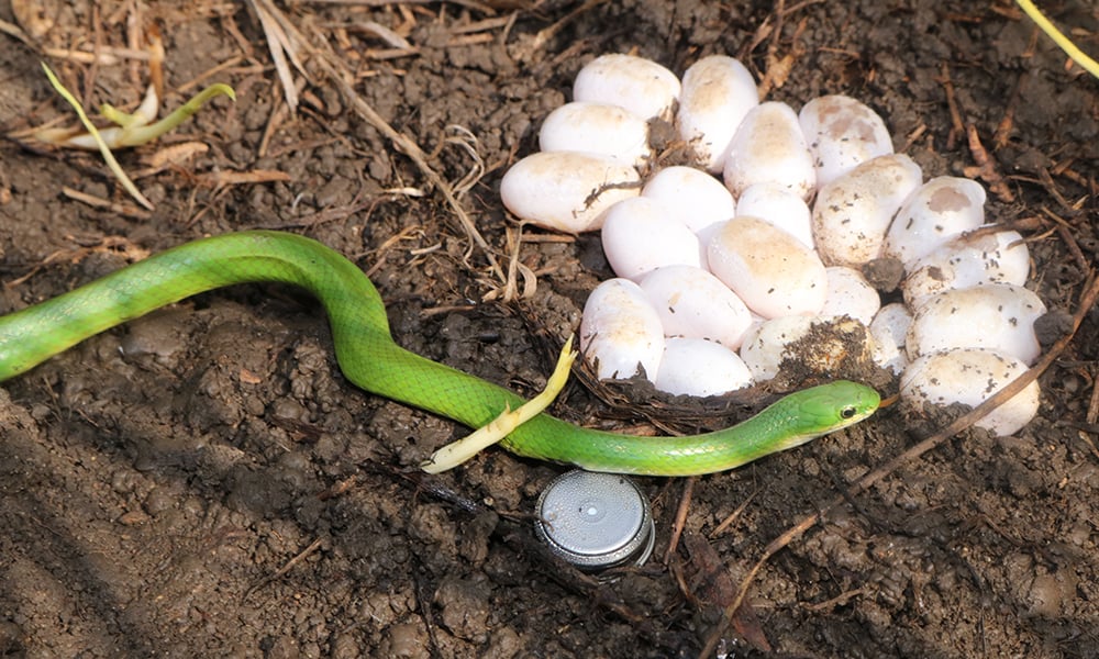 smooth-green-snake-and-eggs