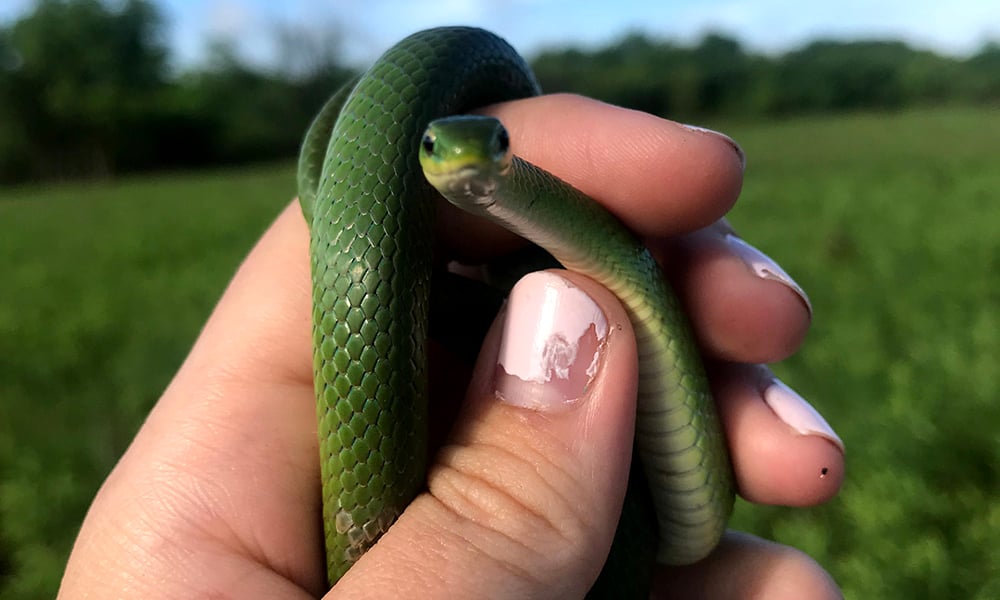 smooth-green-snake-hand