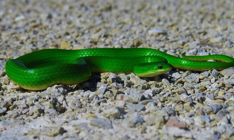 A bright green smooth green snake crawls along pebbles.