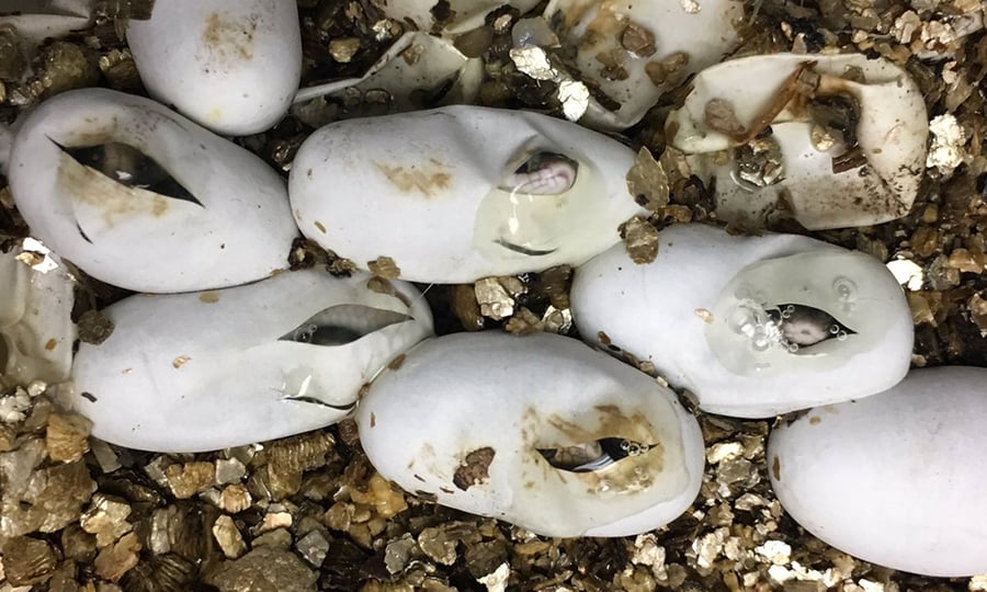 Snake eggs are cracking as the animals hatch.