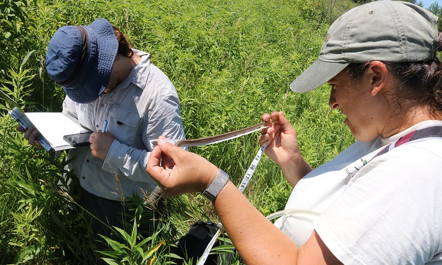 A woman uses measuring tape to determine the length of a snake in the wild.