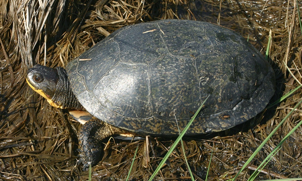 Blanding's-turtle-ToddPierson