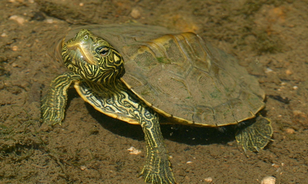 common-map-turtle-ToddPierson