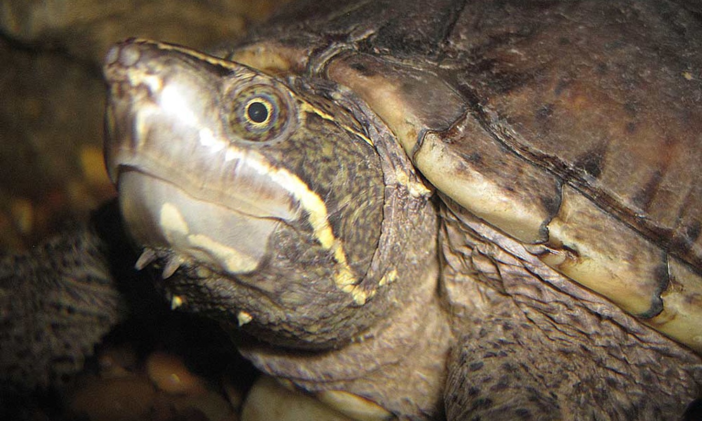 common-musk-turtle-DavidBygott