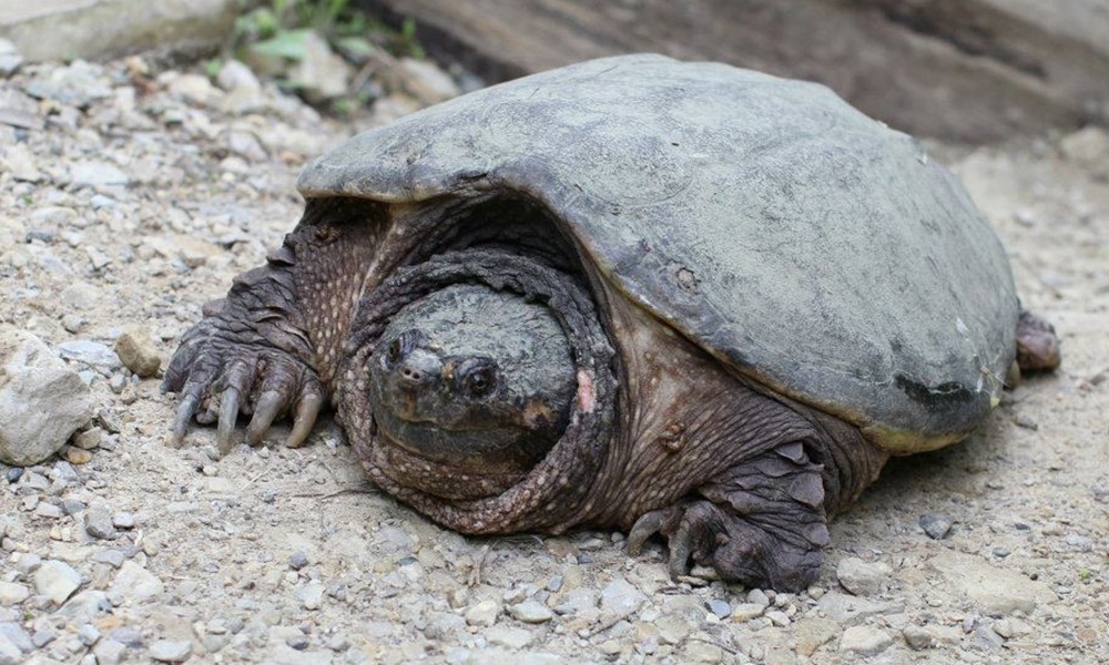 common-snapping-turtle