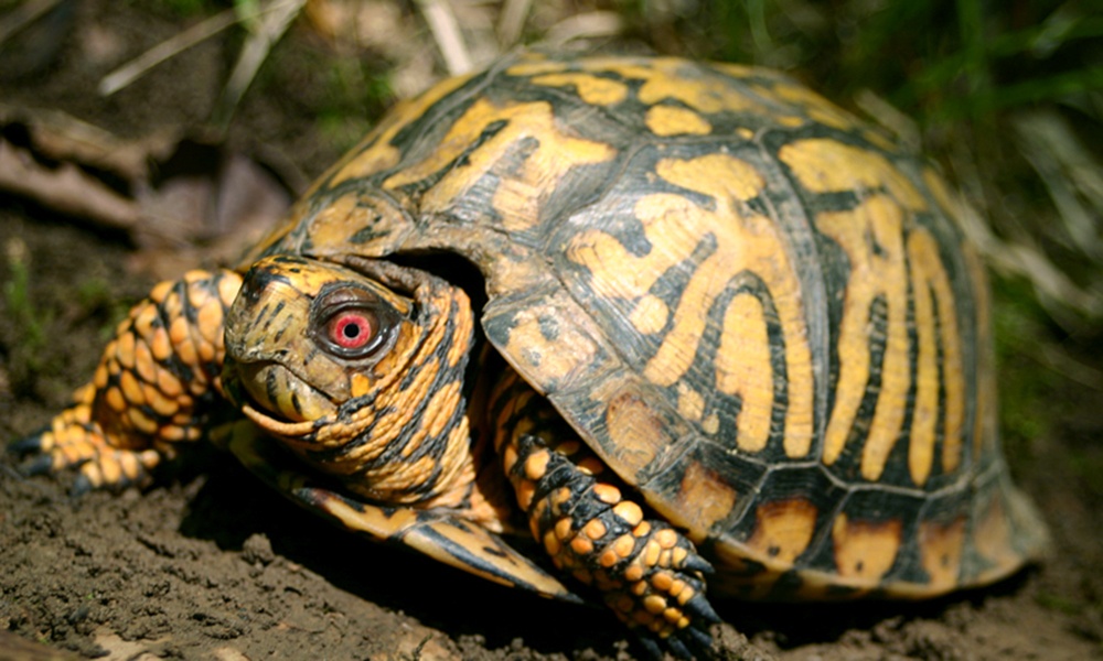 eastern-box-turtle-ToddPierson
