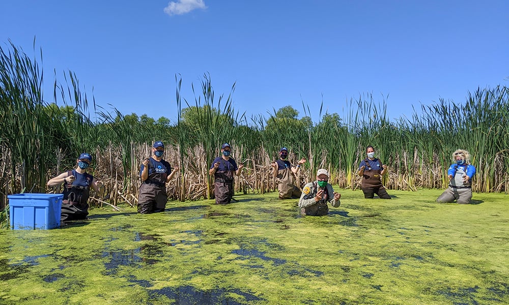shedd-dan-blandings