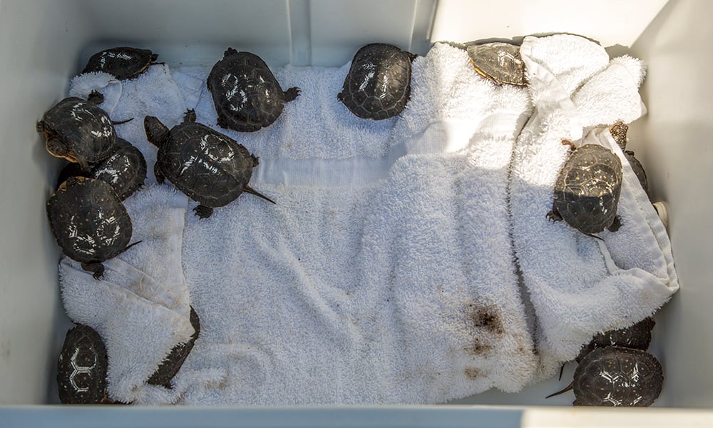 shedd-turtles
