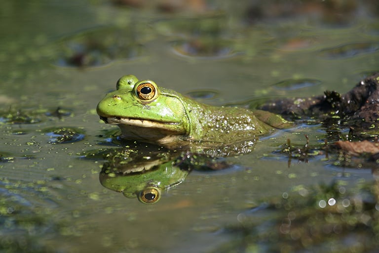 bullfrog-feature