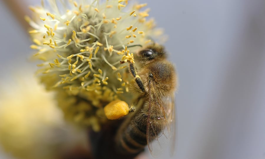 A honey bee is pictured on a buttonbush.