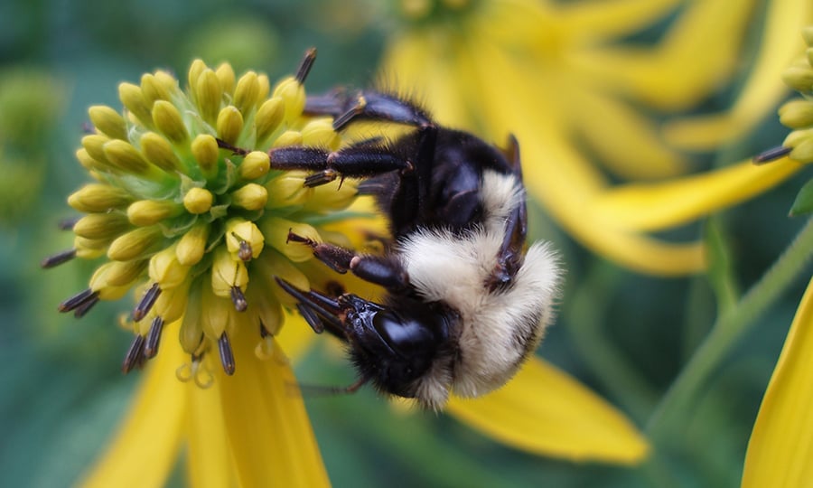A bumble bee hangs from a flower.